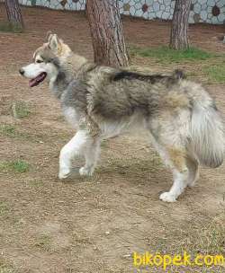 Malamut  (  Alaska Kurt  ) 1