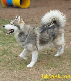 Malamut  (  Alaska Kurt  ) 2