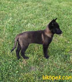 Malinois Yavrular 2