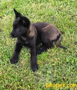 Malinois Yavrular 4