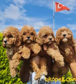 Malipoo Çok Tatlı Bebekler Ailenizin Neşe Kaynağı 4