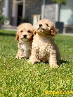 Maltipoo Yavruları Sizleri Bekliyor