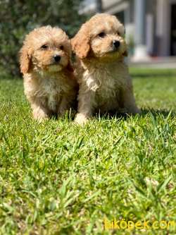 Maltipoo Yavruları Sizleri Bekliyor 2