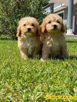 Maltipoo Yavruları Sizleri Bekliyor 4