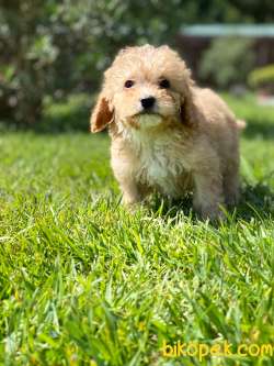 Maltipoo Yavruları Sizleri Bekliyor 5