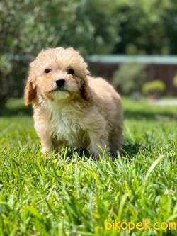 Maltipoo Yavruları Sizleri Bekliyor 3