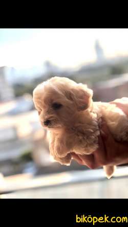 Malta Terrier 2