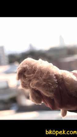 Malta Terrier 3