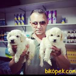 Malta Terrier Yavrularımız 1