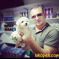 Malta Terrier Yavrularımız 3