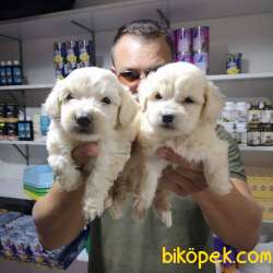 Malta Terrier Yavrularımız 2