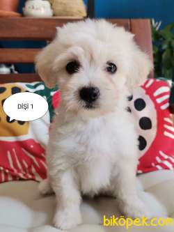 Maltase Terrier Yavrularımız 1