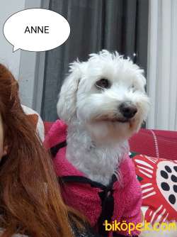 Maltase Terrier Yavrularımız 3