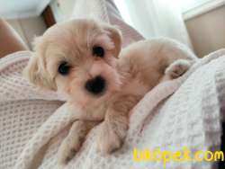 Maltase Terrier Yavrularımız 5