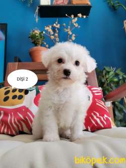 Maltase Terrier Yavrularımız 2