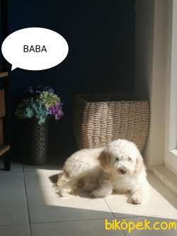 Maltase Terrier Yavrularımız 4