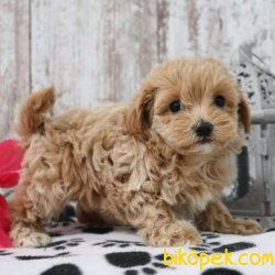 Maltepoo Güzel Bebeklerimiz 3