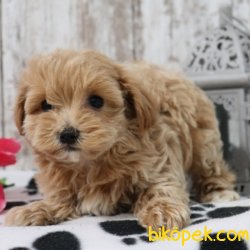 Maltepoo Güzel Bebeklerimiz 2