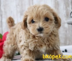 Maltepoo Güzel Bebeklerimiz 1
