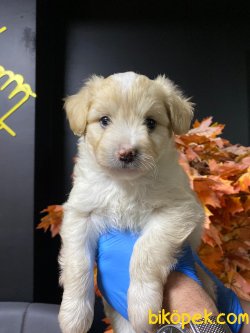 Maltepoo Yavrular 1
