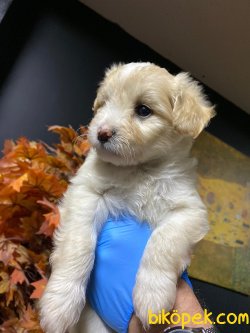 Maltepoo Yavrular 2
