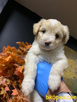 Maltepoo Yavrular 3