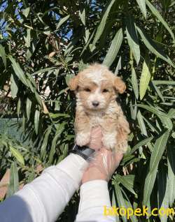 MALTEPOO YAVRULAR SATILIK 2