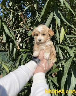 MALTEPOO YAVRULAR SATILIK 1