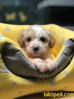 MaltePoo YAVRULARI Çeşidimiz Çok Fazla 2