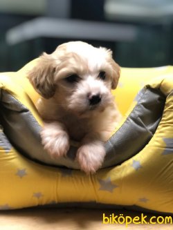 MaltePoo YAVRULARI Çeşidimiz Çok Fazla 3