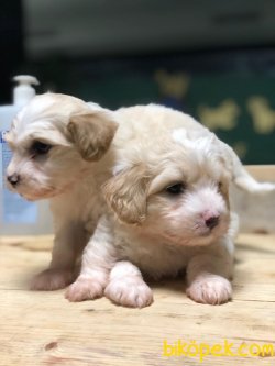 MaltePoo YAVRULARI Çeşidimiz Çok Fazla 1