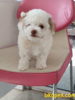 MALTEPOO YAVRULARI SATILIK 3