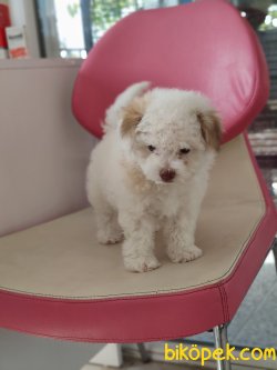 MALTEPOO YAVRULARI SATILIK 2