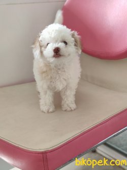 MALTEPOO YAVRULARI SATILIK 1