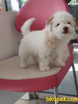 MALTEPOO YAVRULARI SATILIK 4