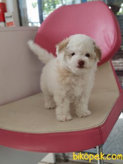 MALTEPOO YAVRULARI SATILIK 5