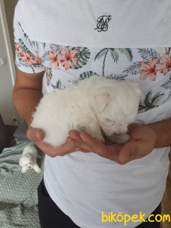 Maltes Terrier 3