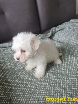 Maltes Terrier 2