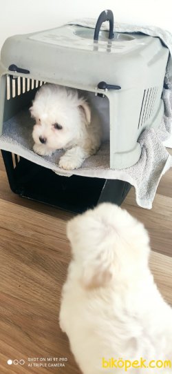 Maltes Terrier Yavrularımız Gelmiştir 1