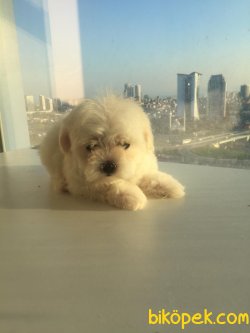 Maltes Terrier Yavrularımız Gelmiştir 2