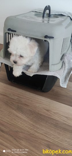 Maltes Terrier Yavrularımız Gelmiştir 3