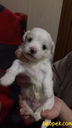 Maltes Terrier 4