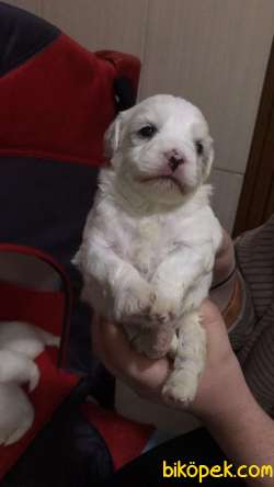 Maltes Terrier 1