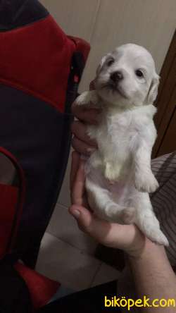 Maltes Terrier 2