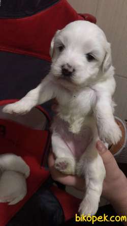 Maltes Terrier 3