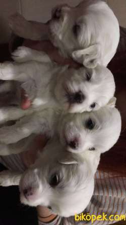 Maltes Terrier 5