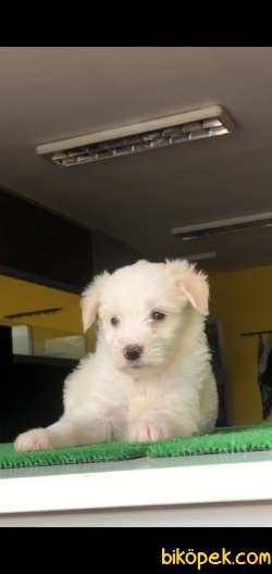 Maltes Terrier Beyaz Kız 2