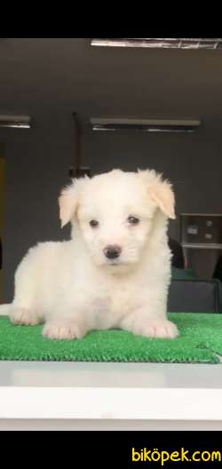 Maltes Terrier Beyaz Kız 1