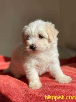 Maltes Terrier Mini Dişi Erkek Yavrularımız 1
