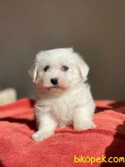 Maltes Terrier Mini Dişi Erkek Yavrularımız 4